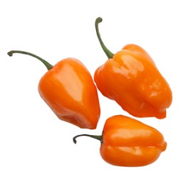 Chile habanero kg