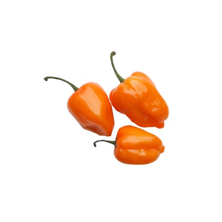 Chile habanero kg