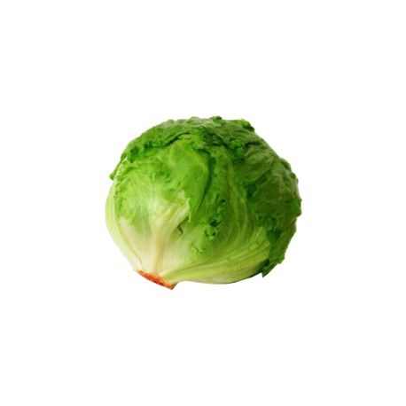 Lechuga bola pz