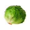 Lechuga bola pz